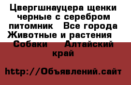 Цвергшнауцера щенки черные с серебром питомник - Все города Животные и растения » Собаки   . Алтайский край